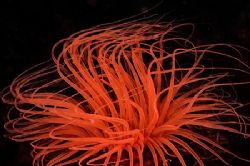 Anemone on fire. D2x, 50mm. by Rand Mcmeins 